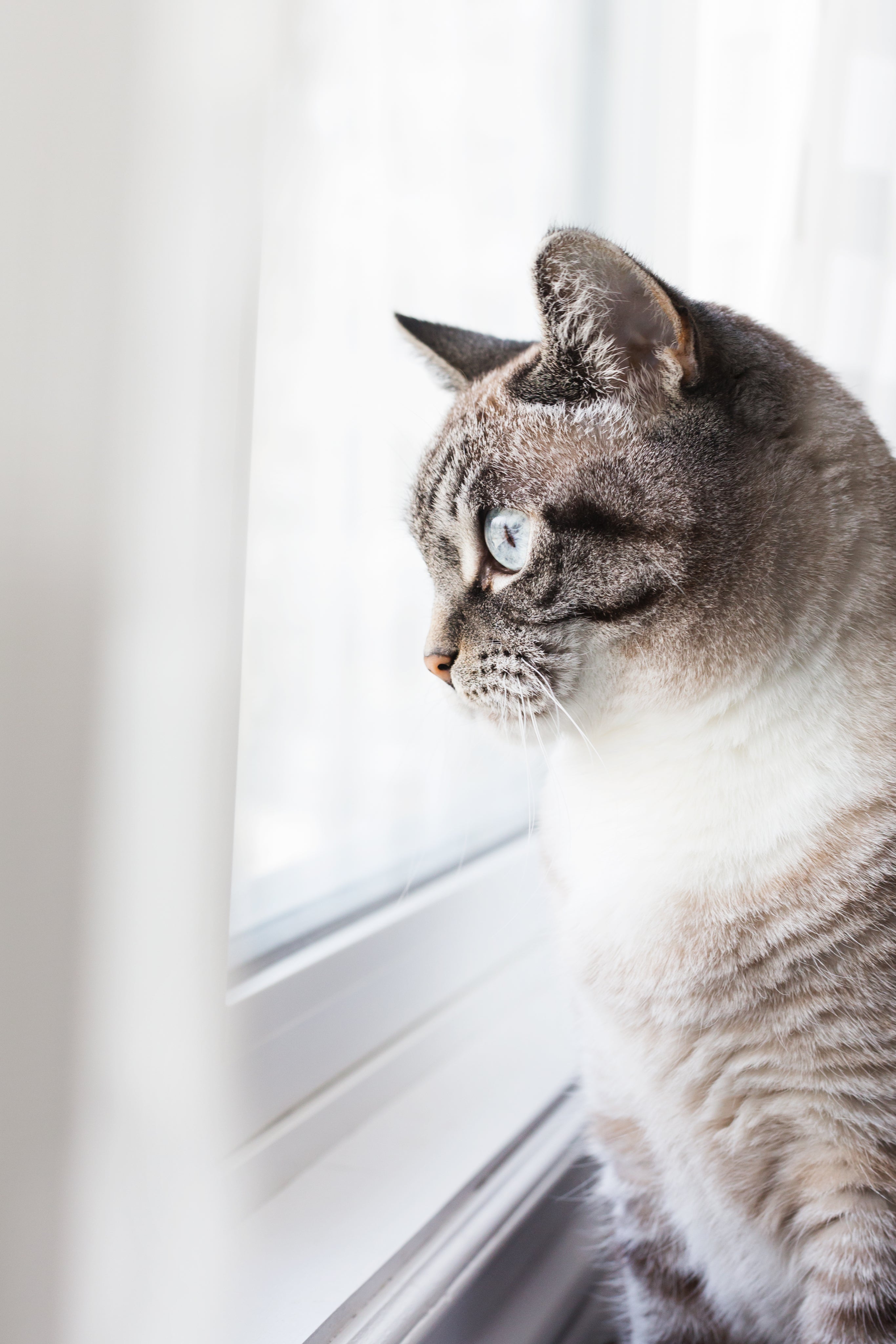 files/cat-enjoying-the-view.jpg