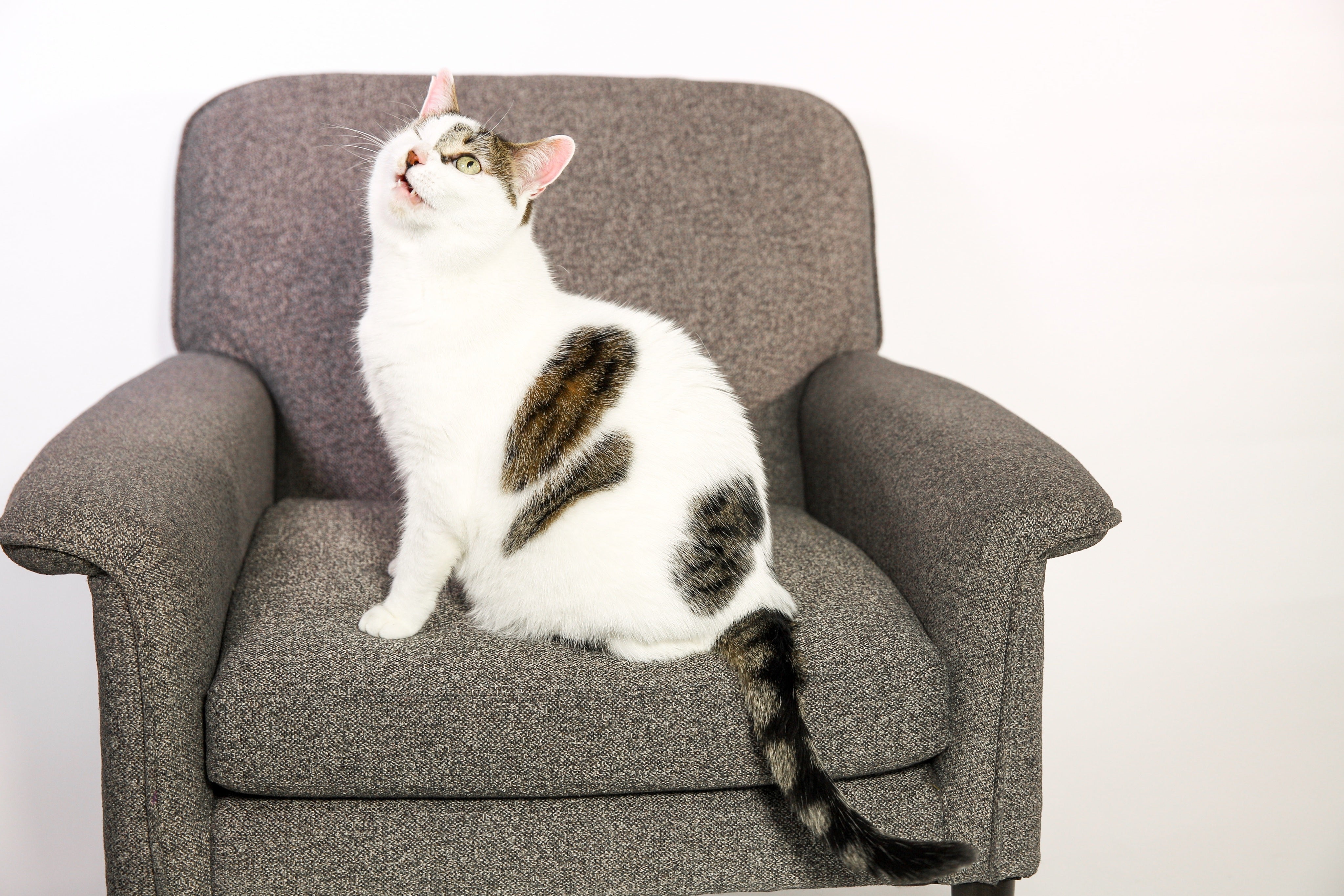 files/one-eyed-cat.jpg